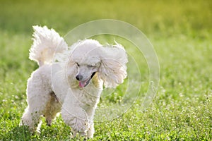 White poodle dog running on green grass field