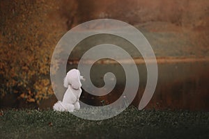 White poodle dog sitting outdoors by the pond, rear view