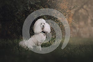 White poodle dog sitting outdoors in summer