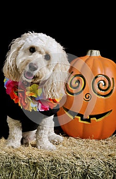 White poodle mix sitting next to pumpkin with head tilted looking at camera
