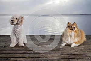 White poodle mongrel and a shetland sheepdog