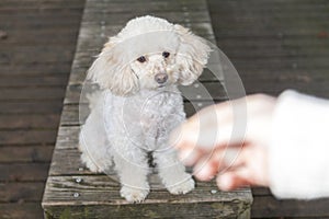 White poodle mongrel sits on wood planks