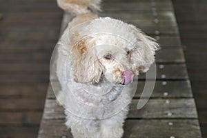 White poodle mongrel