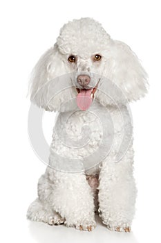 White poodle puppy. Isolated on a white background