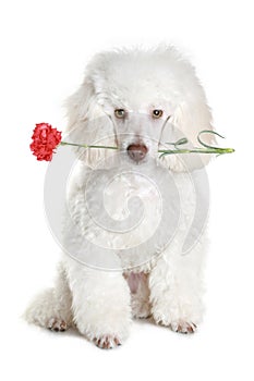 White poodle puppy with red flower