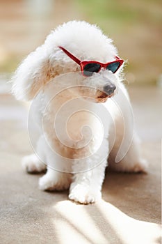 White poodle in red sunglasses