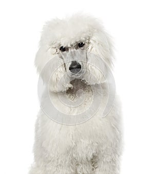 White poodle sitting, 9 months old , isolated