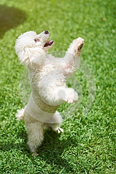 White poodle stand on back paw