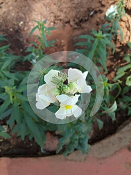 White popcorn flower