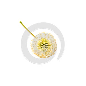 White Popinac flower photo