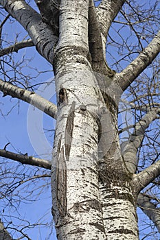 White poplar