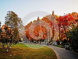 White poplar in autumn in xijiachi