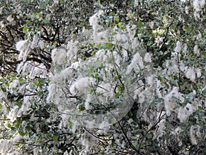 White poplar fluff in bloom