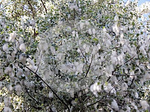 White poplar fluff in bloom