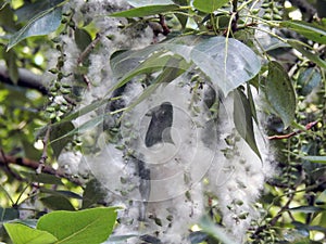 White poplar fluff in bloom