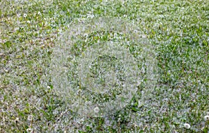 White poplar fluff on green grass