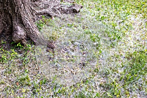 White poplar fluff on green grass