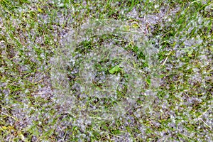 White poplar fluff on green grass