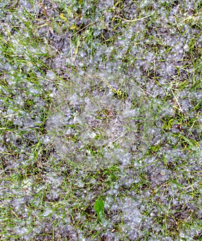 White poplar fluff on green grass