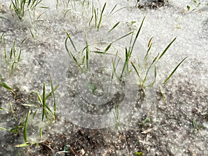 White poplar fluff on green grass. Strong allergen,