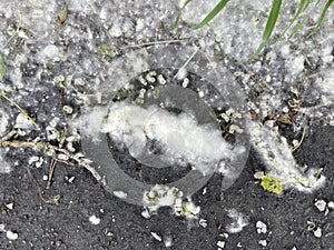 White poplar fluff on the ground. Allergy fluff season