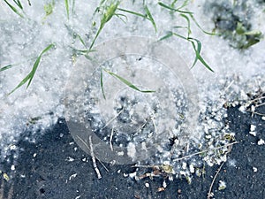 White poplar fluff on the ground. Allergy fluff season