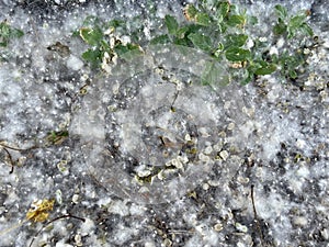 White poplar fluff on the ground. Allergy fluff season