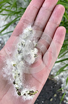 White poplar fluff on the hand palm. Allergy fluff season