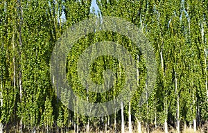 The white poplar forests