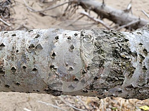 White Poplar in the Sand