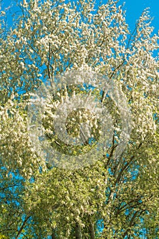 White poplar tree in bloom in spring