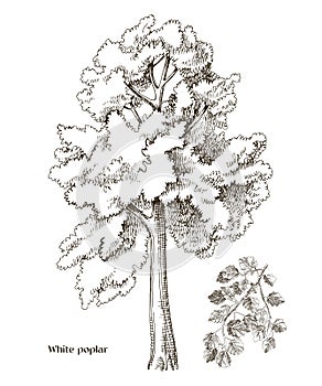 White poplar tree and poplar branch vector