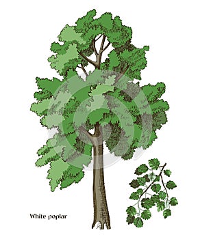 White poplar tree and poplar branch vector