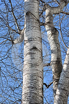 White poplar