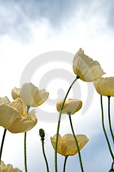 White poppies