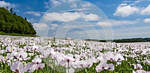 White poppies growing in massive numbers in fileds in Dorset