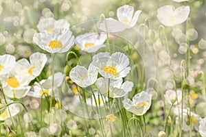 White poppies outdoor. Beautiful floral background of white poppies