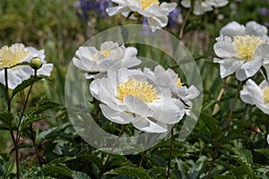 White poppies with yellow centers in green grass