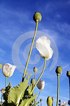 White poppy