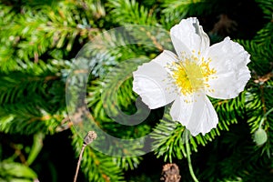 White poppy in the background of pine branches in close up