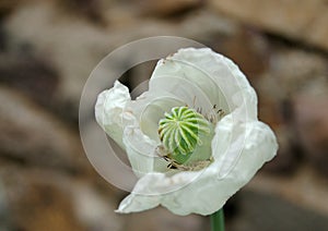 White Poppy blossom