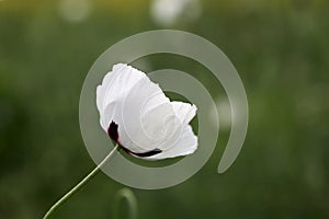 White poppy close up in field.