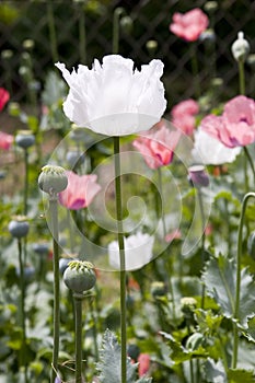 White poppy flower