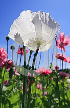 White poppy flower