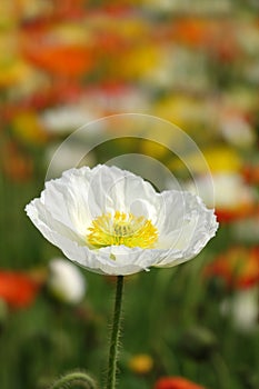 A white Poppy flower