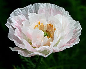 White poppy flower