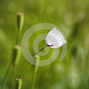 White Poppy Flower