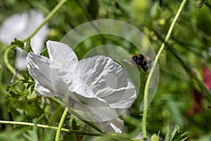 White poppy flower in bloom at summer..