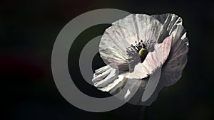 White poppy flower with a bright texture.