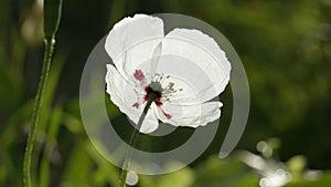 White poppy flower close up